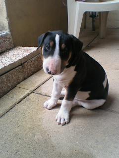 Publication : de l'Empire du Bull Auteur : de l'empire du bull