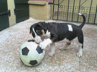 Publication : de l'Empire du Bull Auteur : de l'empire du bull