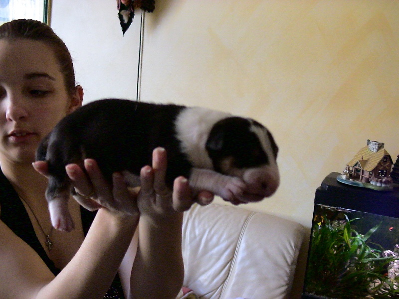 Publication : de l'Empire du Bull Auteur : de l'empire du bull