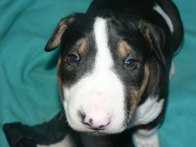 Publication : de l'Empire du Bull Auteur : de l'empire du bull