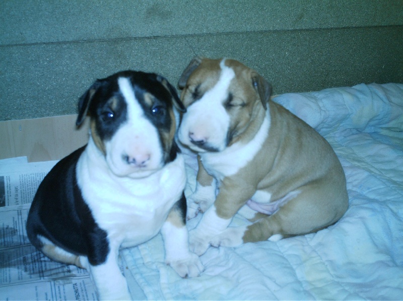 Publication : de l'Empire du Bull Auteur : de l'empire du bull