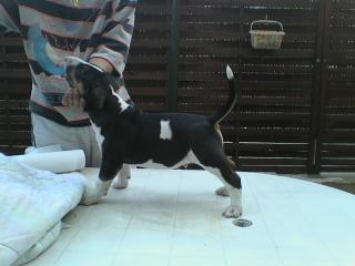 Publication : de l'Empire du Bull Auteur : de l'empire du bull