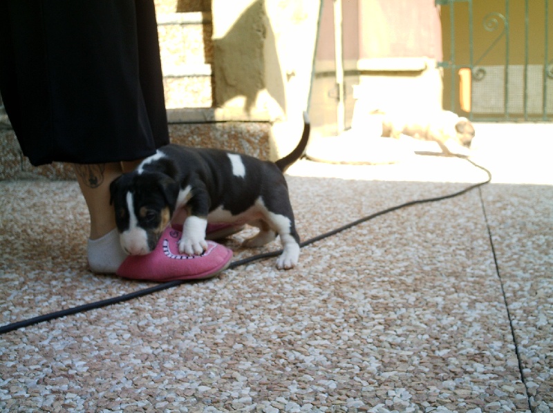 Publication : de l'Empire du Bull Auteur : de l'empire du bull