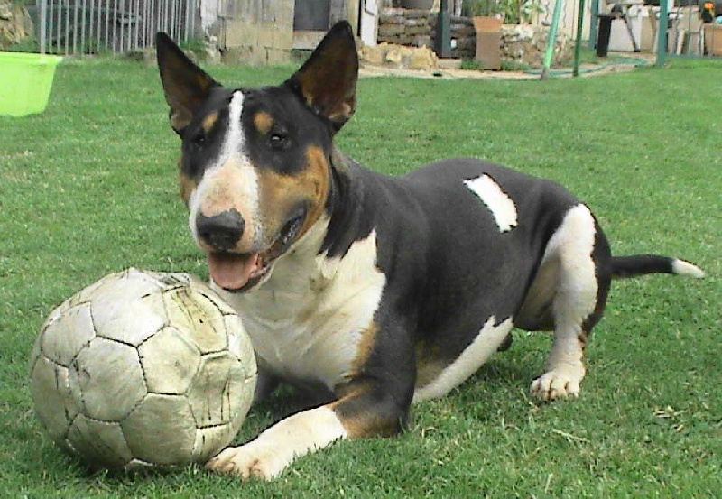 Publication : de l'Empire du Bull Auteur : de l'empire du bull