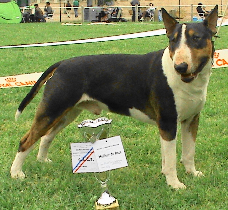 Publication : de l'Empire du Bull Auteur : de l'empire du bull