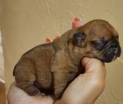 Les chiots de Bouledogue français