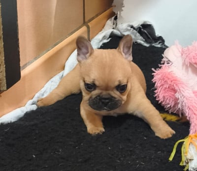 Les chiots de Bouledogue français