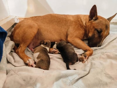 Bull Terrier Miniature