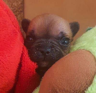 Les chiots de Bouledogue français