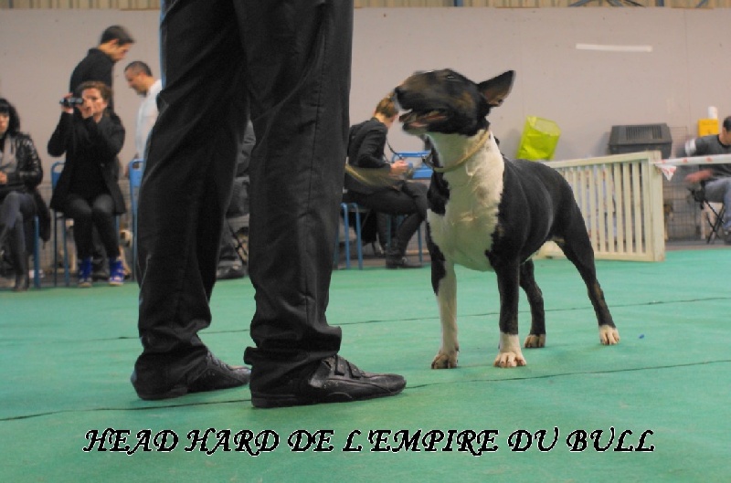 CH. Head hard de l'Empire du Bull - 2eme excellent