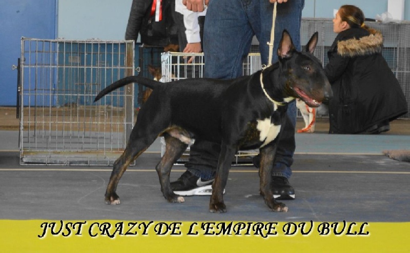 Just crazy de l'Empire du Bull - 2eme EXCELLENT