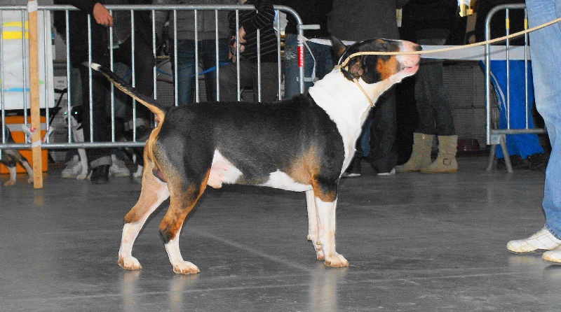 Chopper de l'empire du bull (Sans Affixe) - 1er EXCELLENT R.C.A.C.S