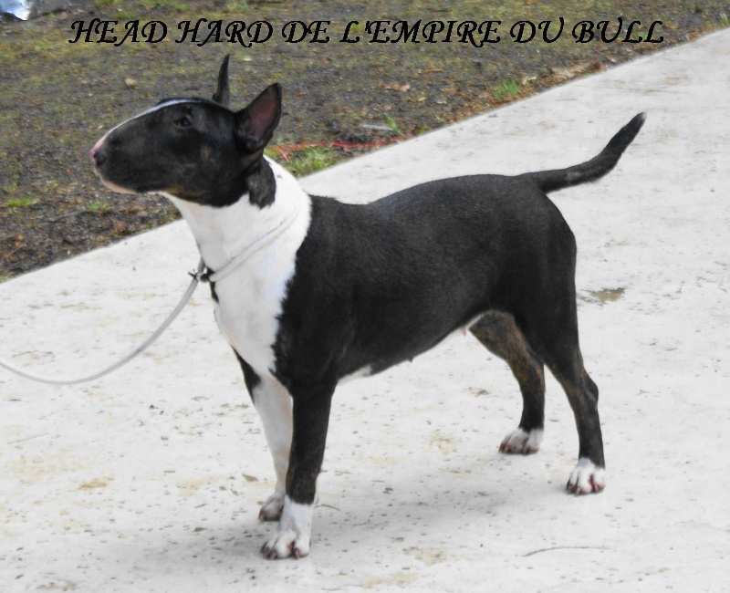 CH. Head hard de l'Empire du Bull - 2eme EXCELLENT