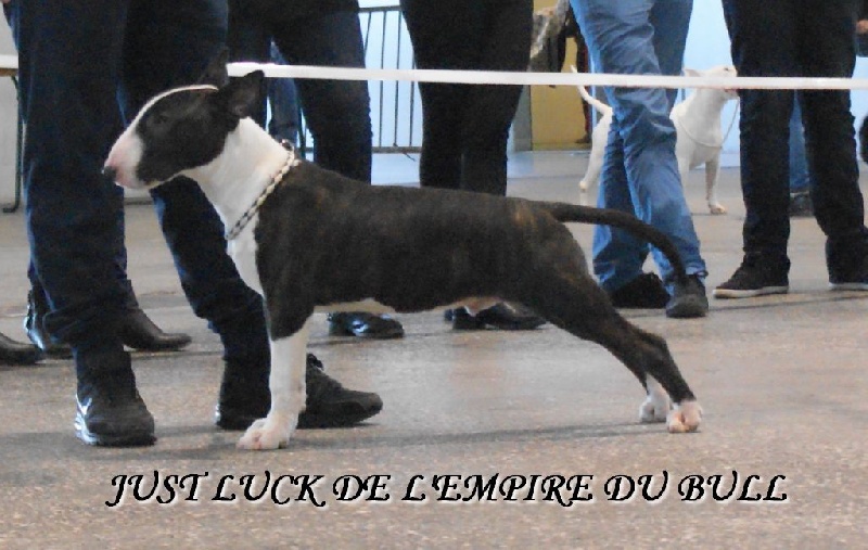 CH. Just luck de l'Empire du Bull - 1er TRES PROMETTEUR