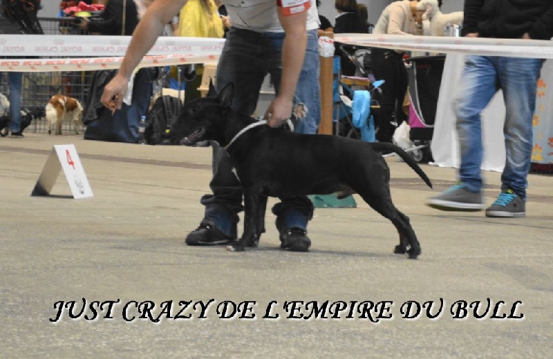 Just crazy de l'Empire du Bull - 2eme TRES PROMETTEUR