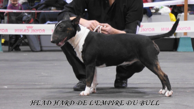 CH. Head hard de l'Empire du Bull - 4 eme excellent