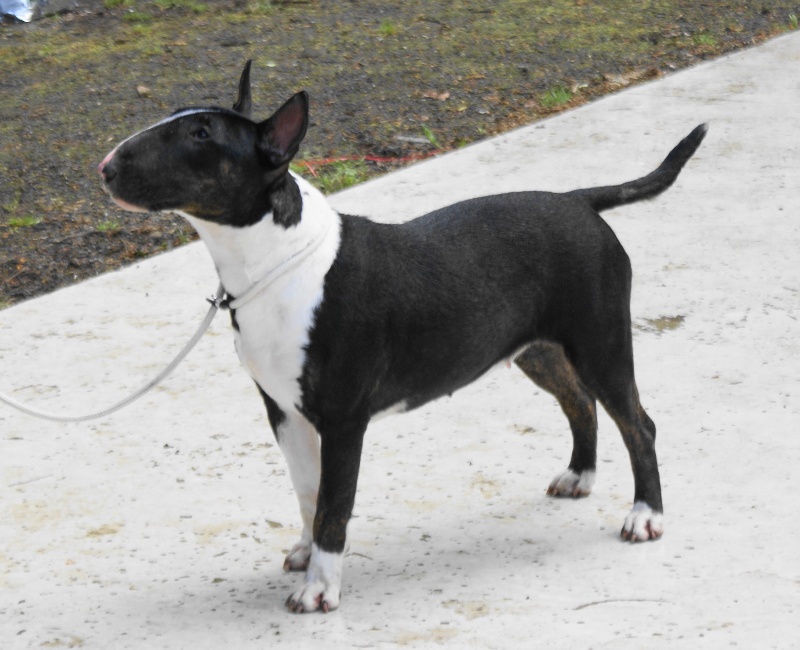 CH. Head hard de l'Empire du Bull - excellent n/c