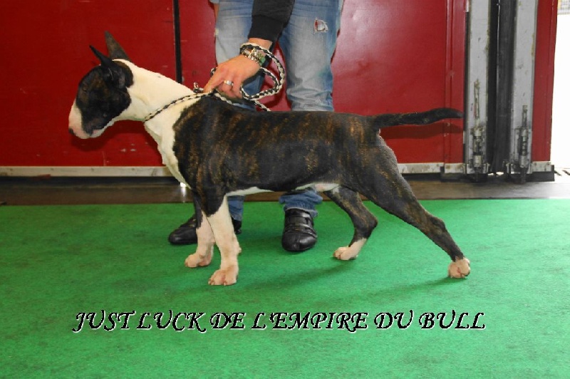 CH. Just luck de l'Empire du Bull - 2eme TRES PROMETTEUR