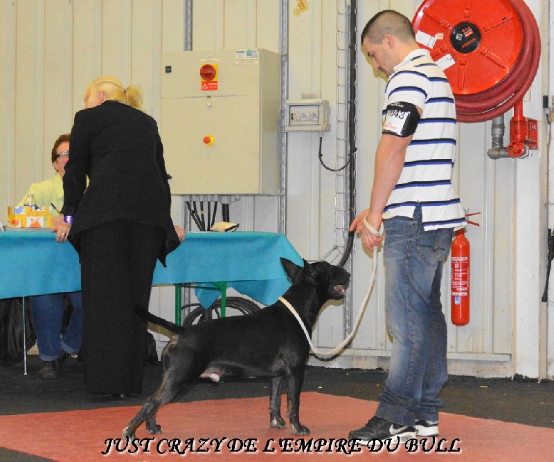 Just crazy de l'Empire du Bull - 1er EXCELLENT