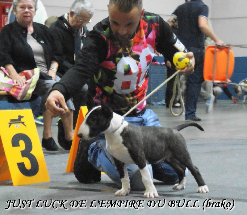 CH. Just luck de l'Empire du Bull - BEST BABY MALES