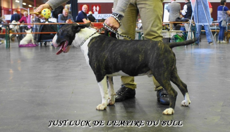 CH. Just luck de l'Empire du Bull - 2eme EXCELLENT