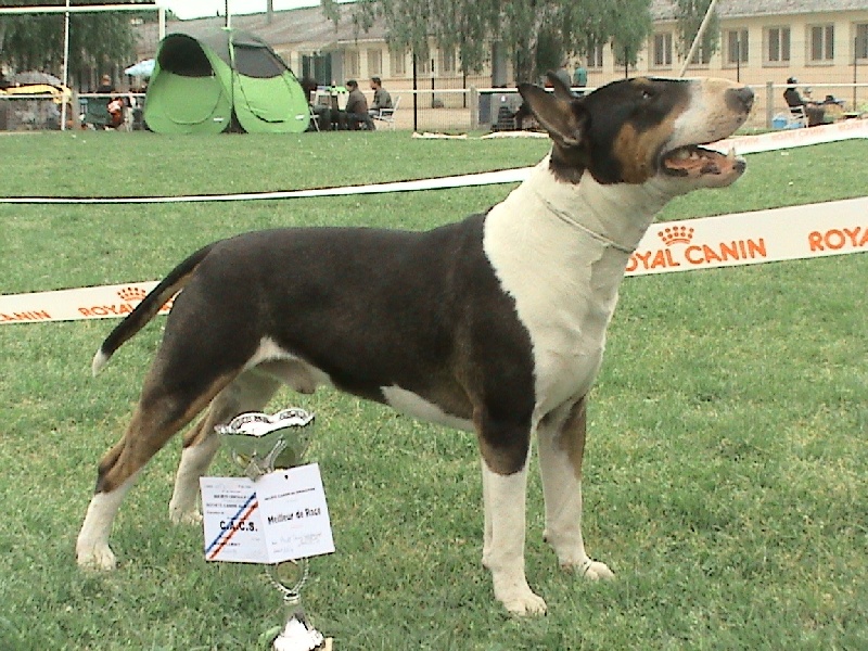 Chopper de l'empire du bull (Sans Affixe) - 1er EXCELLENT C.A.C.S et meilleur de race