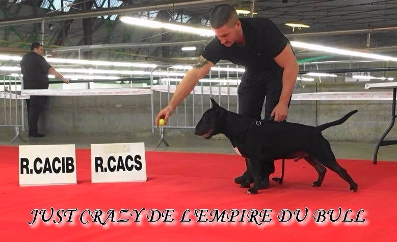 Just crazy de l'Empire du Bull - 1er excellent RCACS - RCACIB