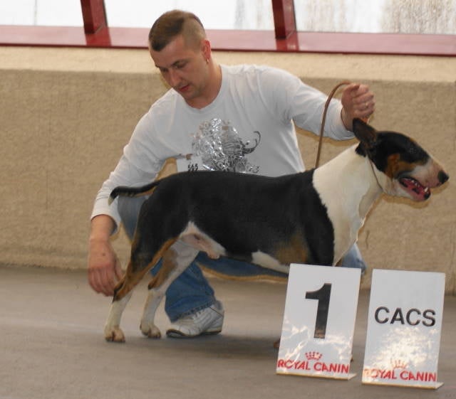 Chopper de l'empire du bull (Sans Affixe) - CACS 1er EXCELLENT