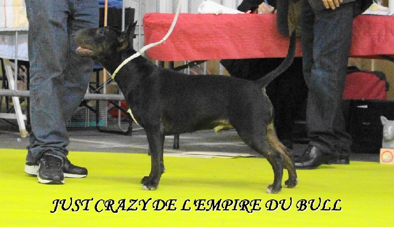 Just crazy de l'Empire du Bull - 4eme EXCELLENT