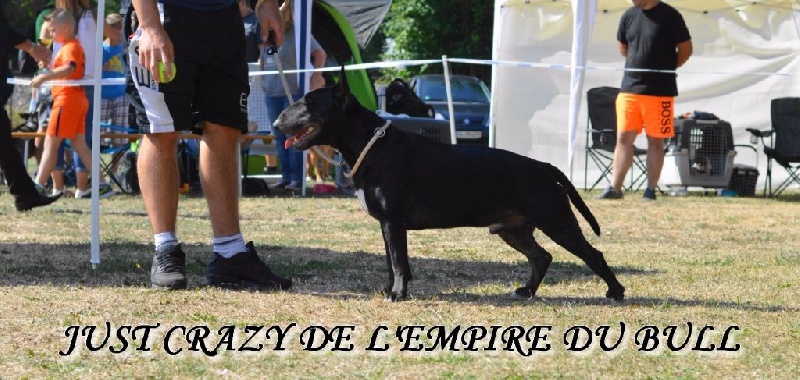 Just crazy de l'Empire du Bull - 3eme Excellent