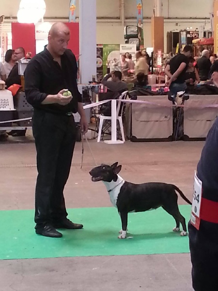 CH. Head hard de l'Empire du Bull - excellent