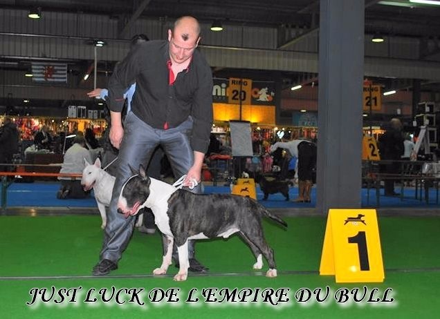 CH. Just luck de l'Empire du Bull - 1er excellent CACL - RCACIB