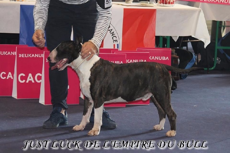 CH. Just luck de l'Empire du Bull - 2eme ecxellent