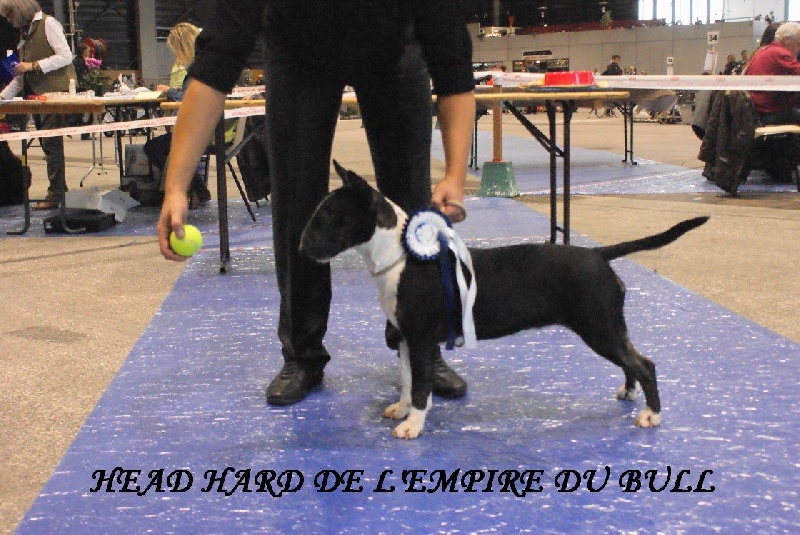 CH. Head hard de l'Empire du Bull - 1er Tres prometteur best puppy