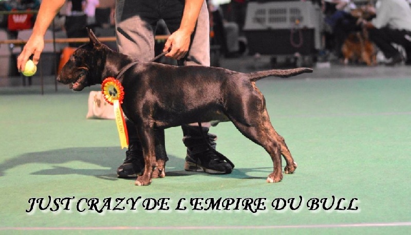 Just crazy de l'Empire du Bull - 3eme excellent