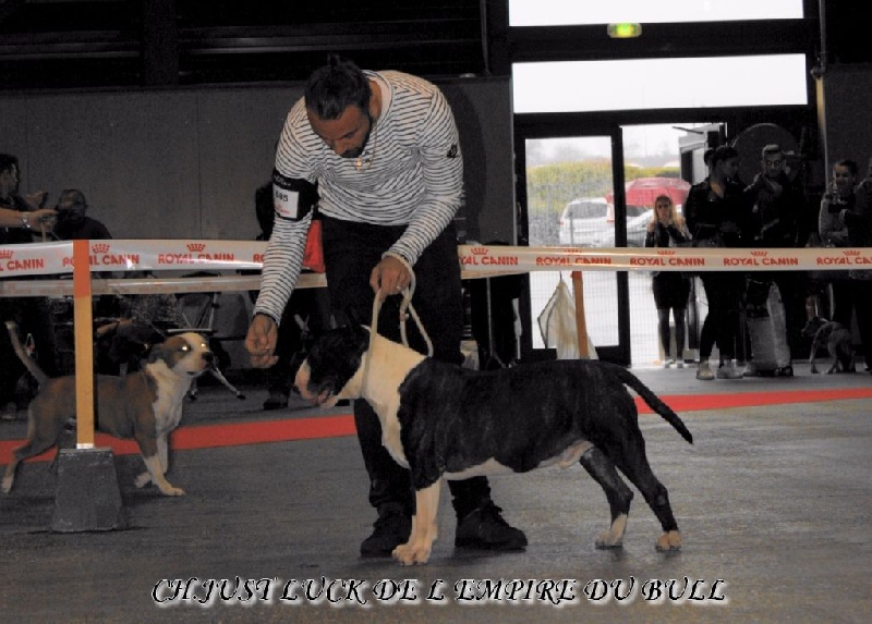 CH. Just luck de l'Empire du Bull - 2eme ecxellent