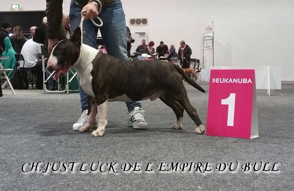 CH. Just luck de l'Empire du Bull - 1er excellent CAC VDH- RCAC GBF- RCACIB