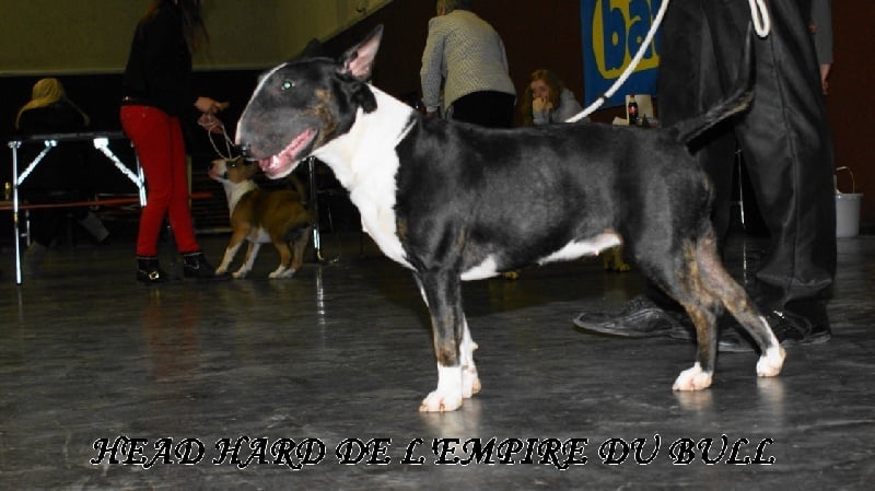 CH. Head hard de l'Empire du Bull - 3eme excellent