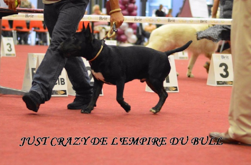 Just crazy de l'Empire du Bull - 1er excellent meilleur jeunes