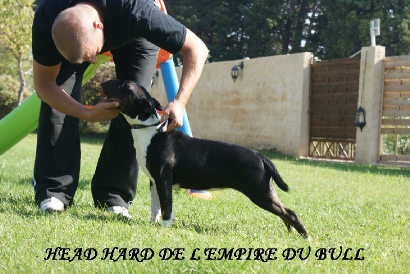 CH. Head hard de l'Empire du Bull - 1er TRES PROMETTEUR BEST SUPER PUPPY