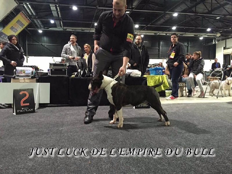CH. Just luck de l'Empire du Bull - 1er excellent CAC VDH- RCAC GBF- RCACIB