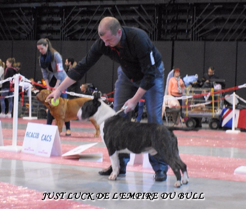 CH. Just luck de l'Empire du Bull - 1er excellent CACS - CACIB - BOB