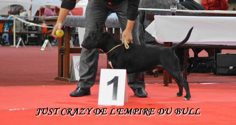 Just crazy de l'Empire du Bull - 1er MEILLEUR JEUNES / CONFIRME