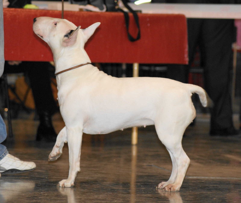 Eden stars de l'Empire du Bull - 3 eme EXCELLENT