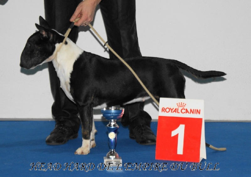 CH. Head hard de l'Empire du Bull - 1er excellent CAC