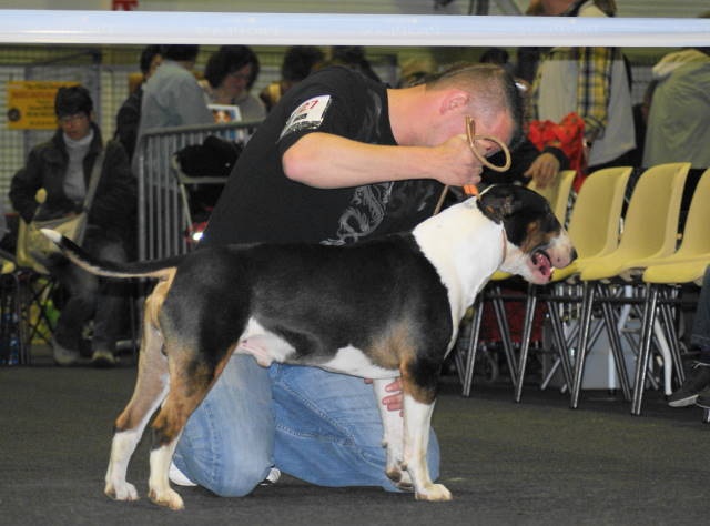 Chopper de l'empire du bull (Sans Affixe) - 2ème très bon