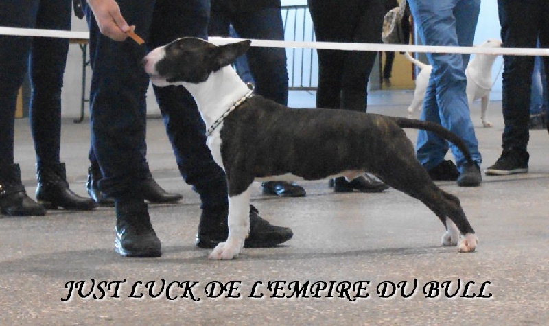 CH. Just luck de l'Empire du Bull - tres prometteur baby