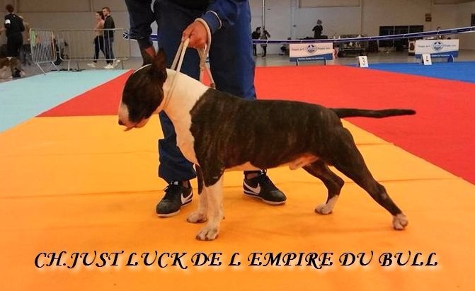 CH. Just luck de l'Empire du Bull - Ecxellent N/C