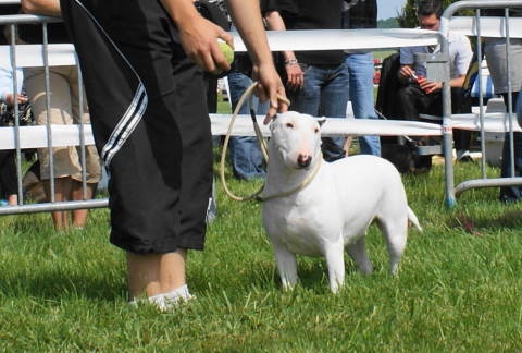 Eden stars de l'Empire du Bull - 1er tres bon