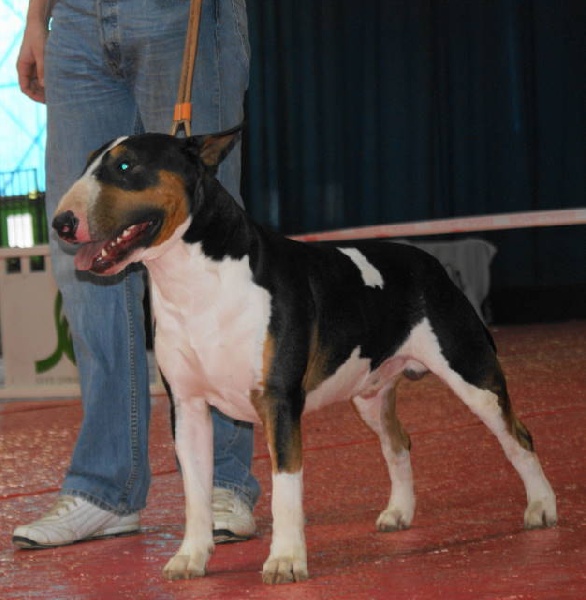 Chopper de l'empire du bull (Sans Affixe) - 2ème très bon